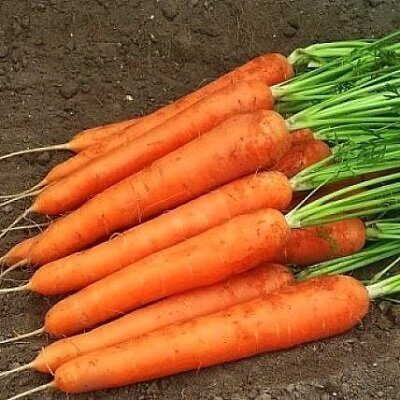 Burkāni SPEEDO F1 apm.500 gab Calibrated Seed Vilmorin